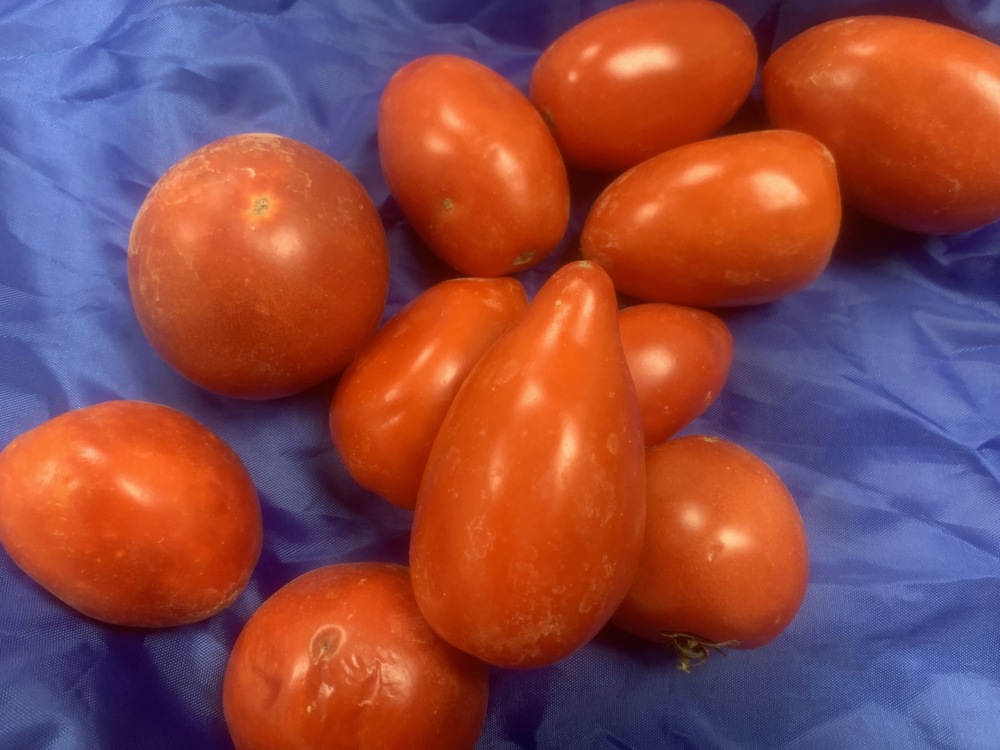 Fresh tomatoes